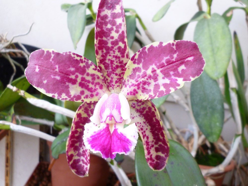 Gîte des Orchidées, Nomdieu - photo 18