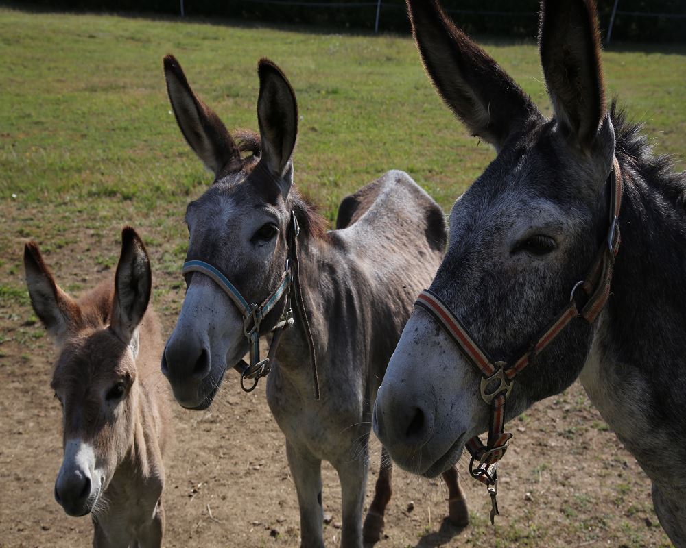Gîte Le Petit Bruguères, Tayrac - photo 11