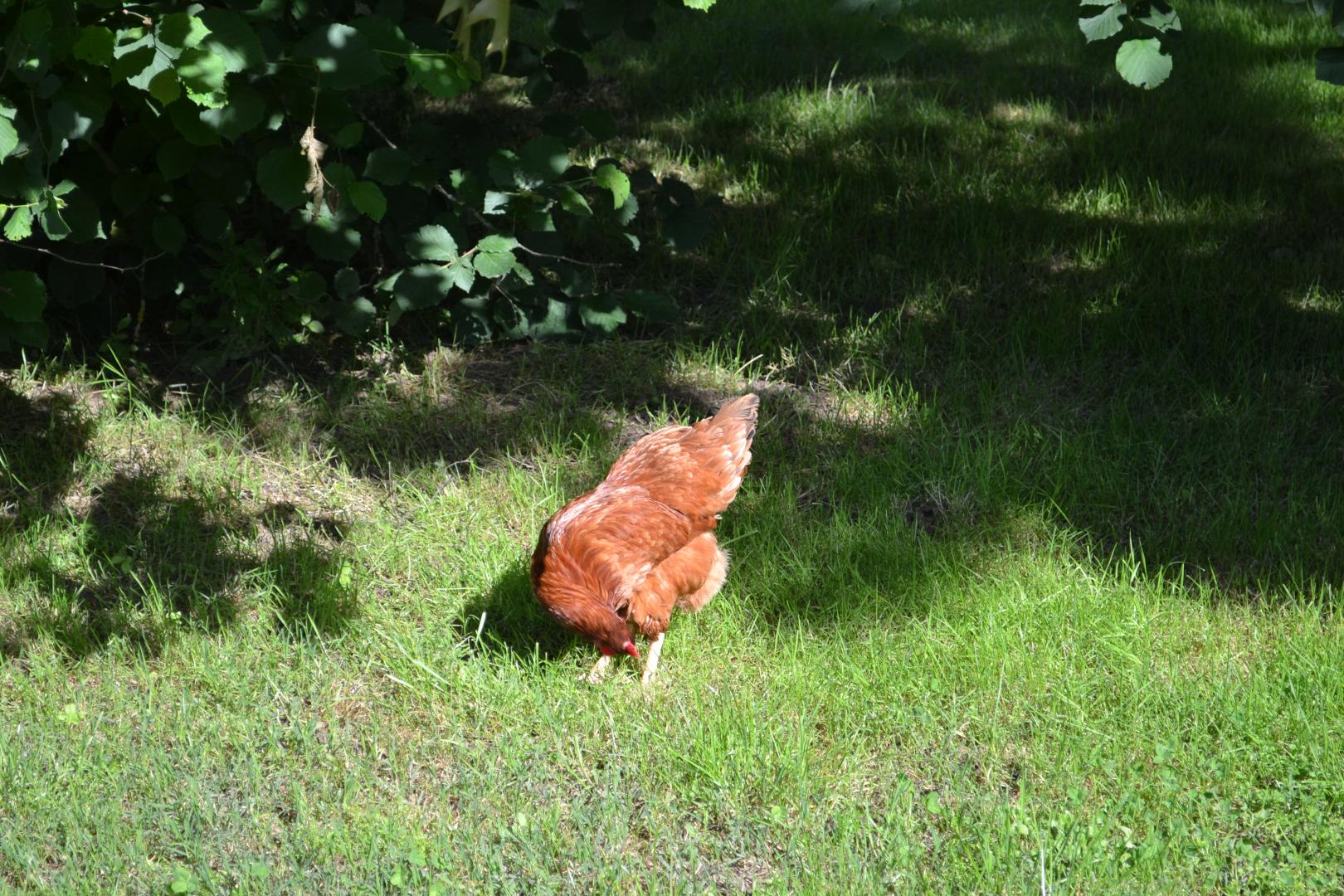 Gîte Les Mimosas, Caumont-sur-Garonne - photo 4