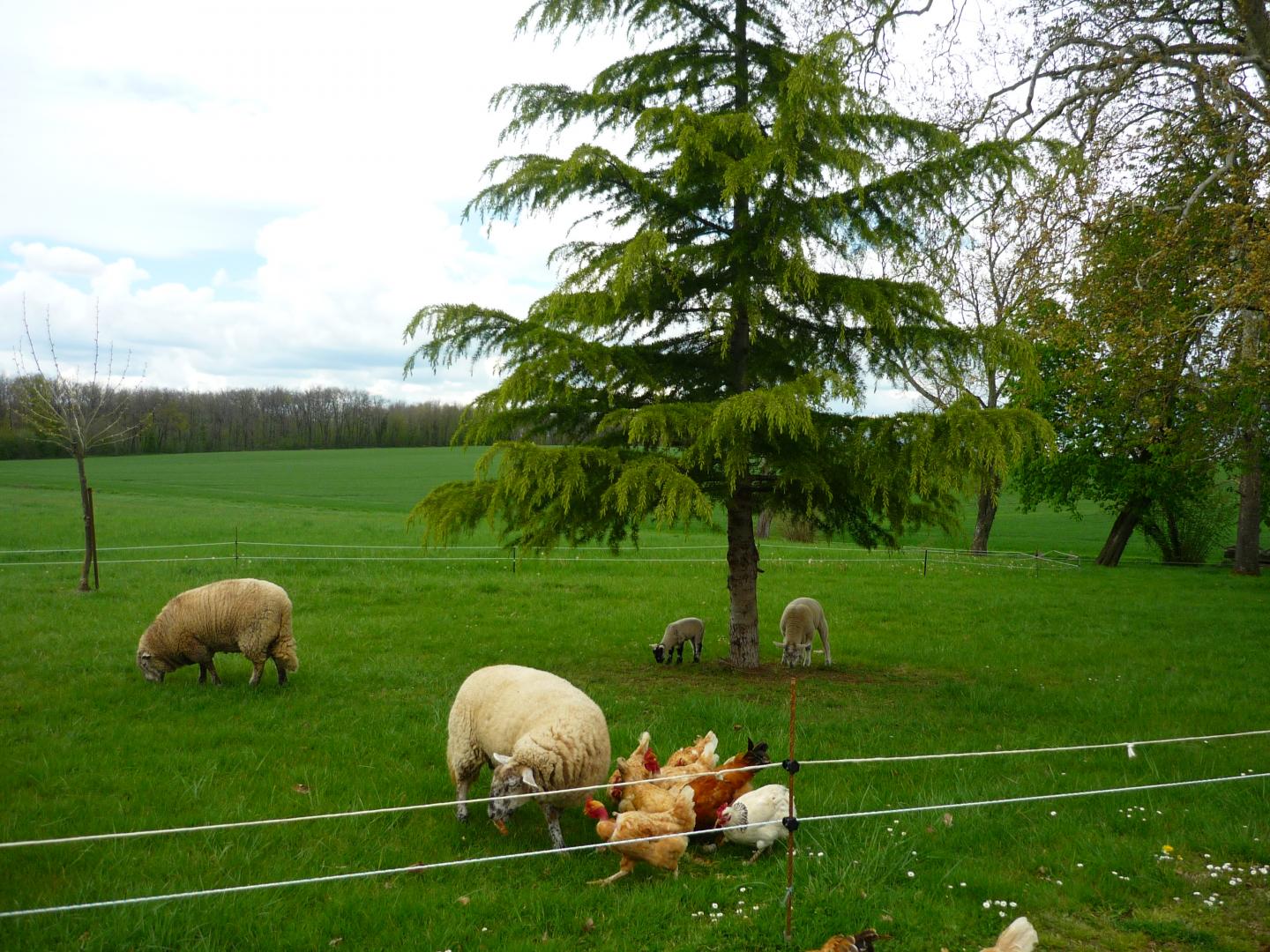 Les Marronniers - photo 2