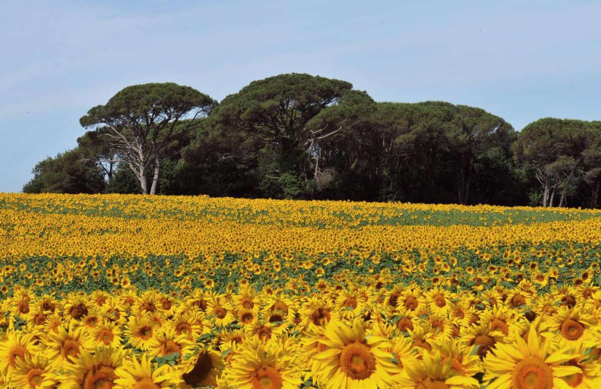 Les Hauts de Laïou, Bajamont