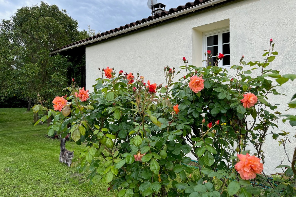 Les Buis Fleuris - photo 3