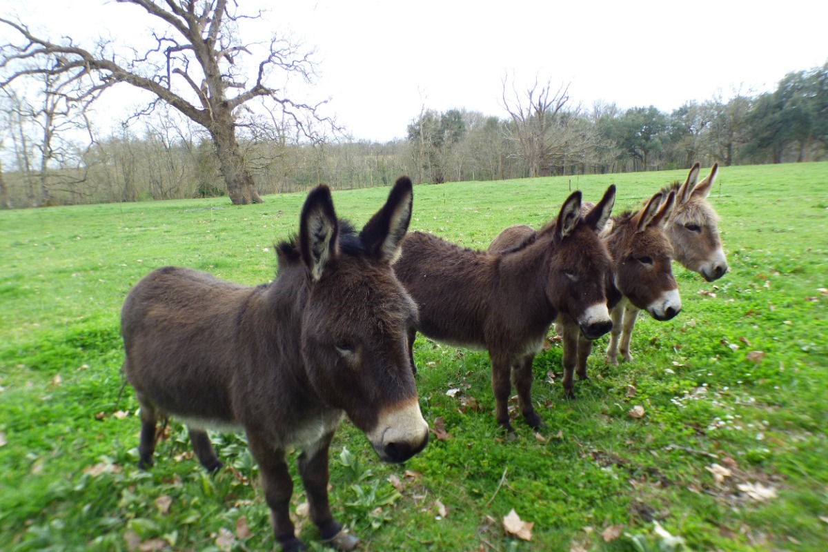 Les Buis Fleuris - photo 2