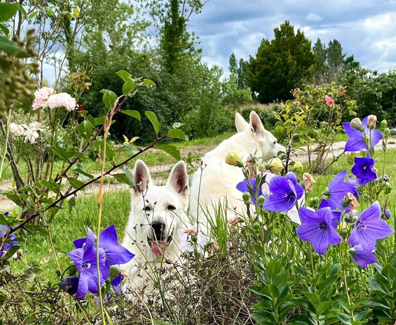 Le parc de Gouts, Aiguillon - photo 19