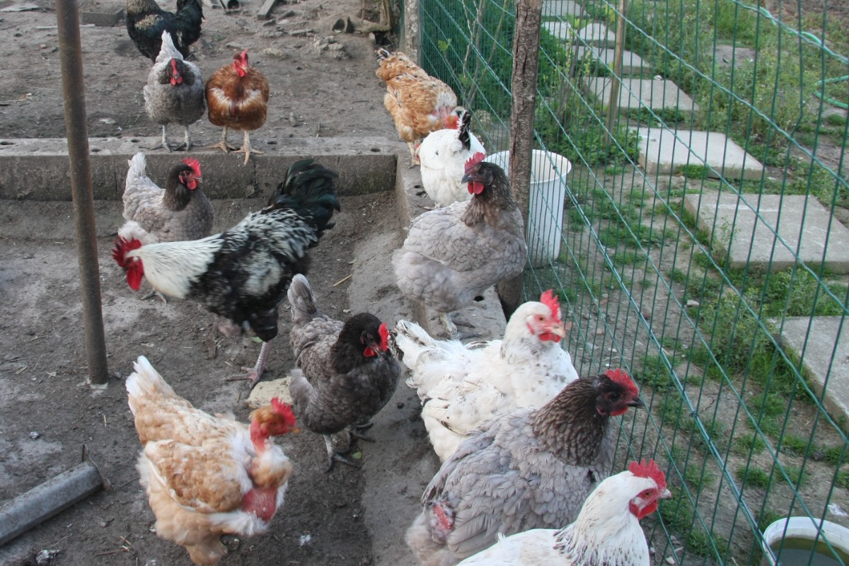 Chez Mamie, Sainte-Livrade-sur-Lot - photo 13