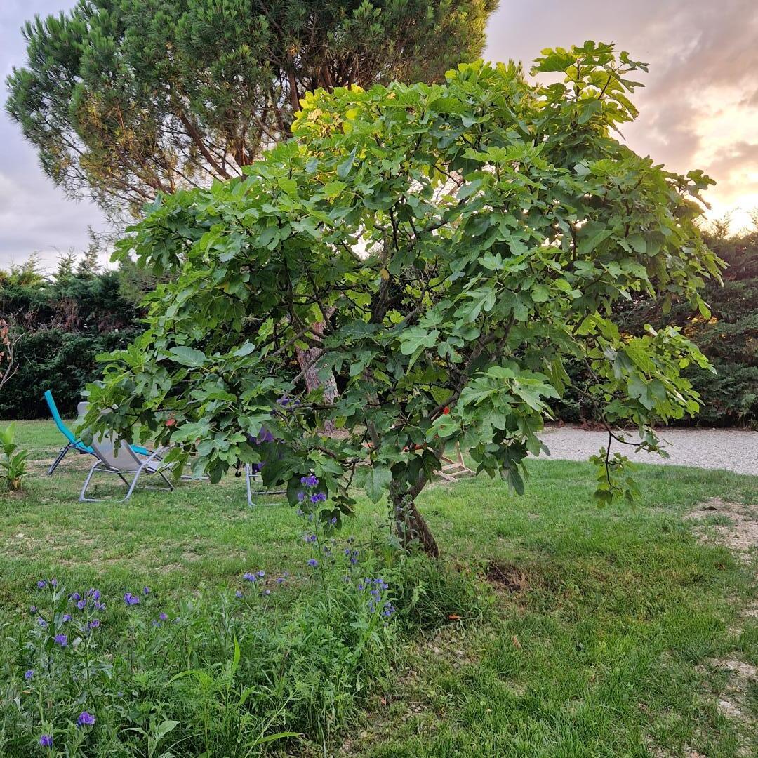 Les Acacias de Mahourat, Aubiac - photo 11
