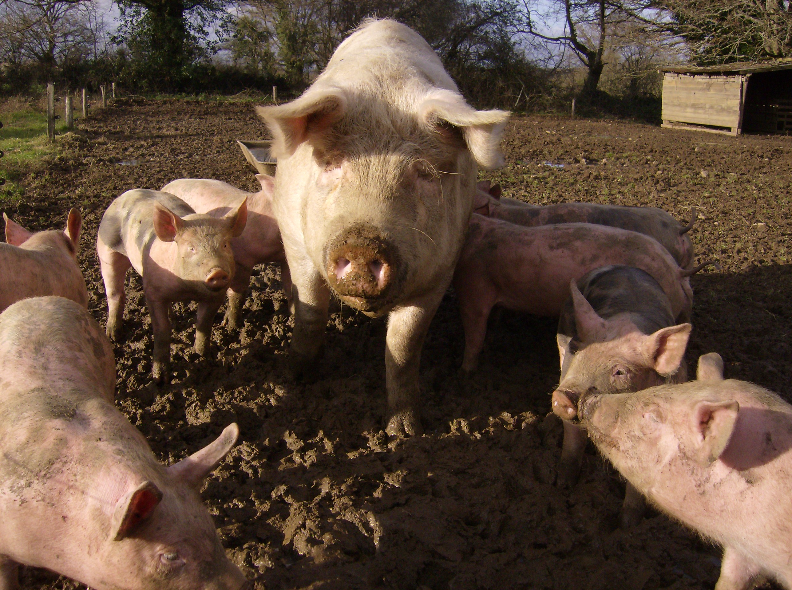 Ferme pédagogique - Lathus-Saint-Rémy - photo 3
