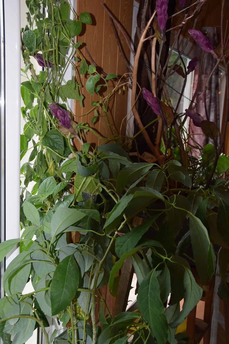 Gîte de Lydie, La Chapelle-Gonaguet - photo 4