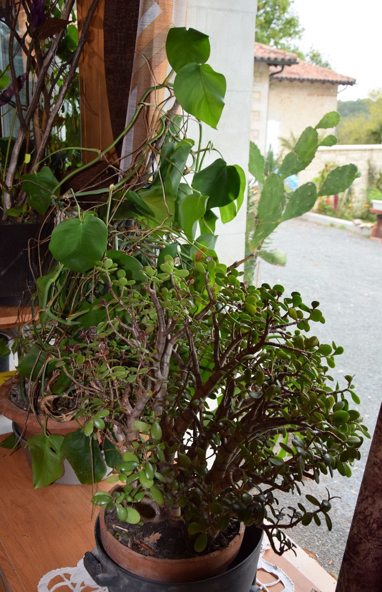 Gîte de Lydie, La Chapelle-Gonaguet - photo 8