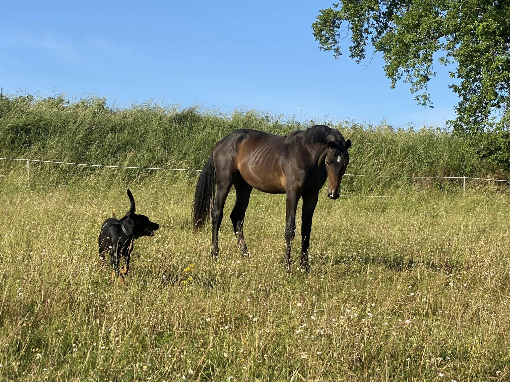 Centre équestre "Haras du Mas", Saint-Paul-Lizonne - photo 3