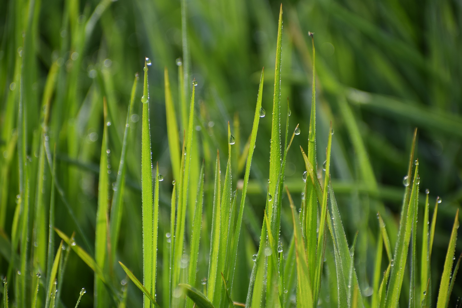 Boucle de la Filature et du Moulin, Mialet