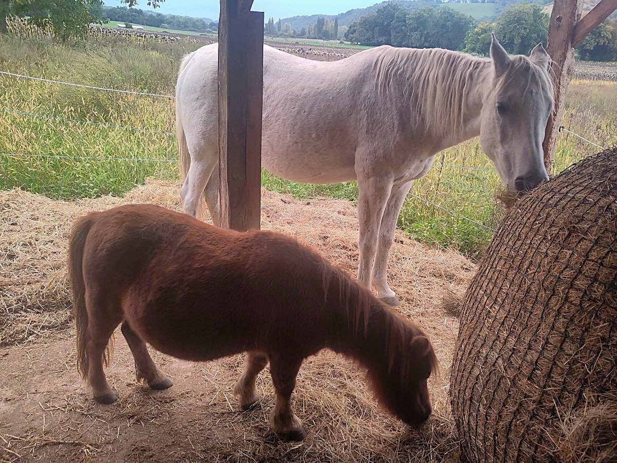 L'Herboristerie, Saint-Paul-de-Serre - photo 12
