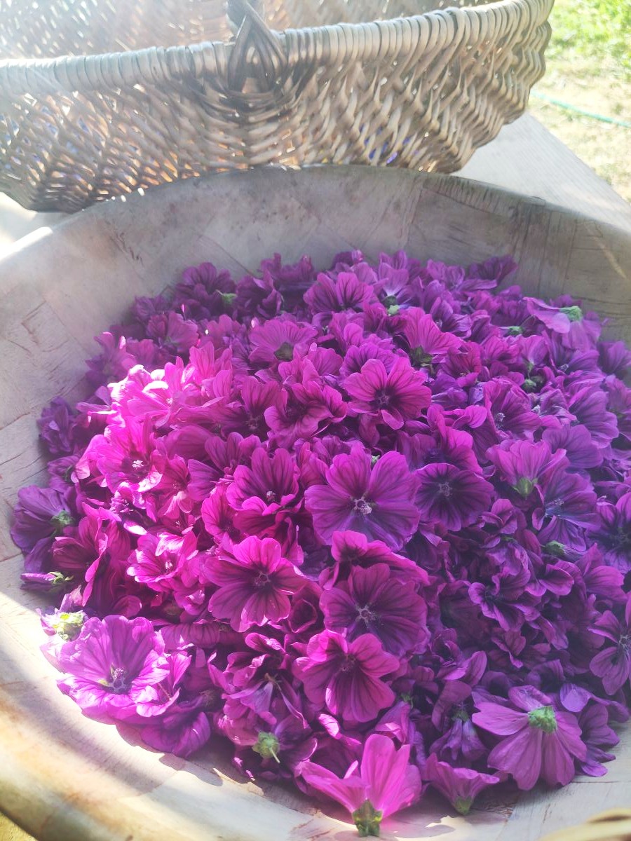 L'Herboristerie, Saint-Paul-de-Serre - photo 8