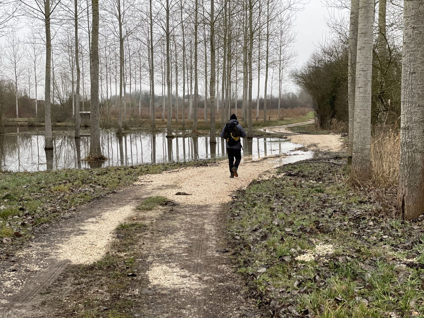 Hérons dans les Champs