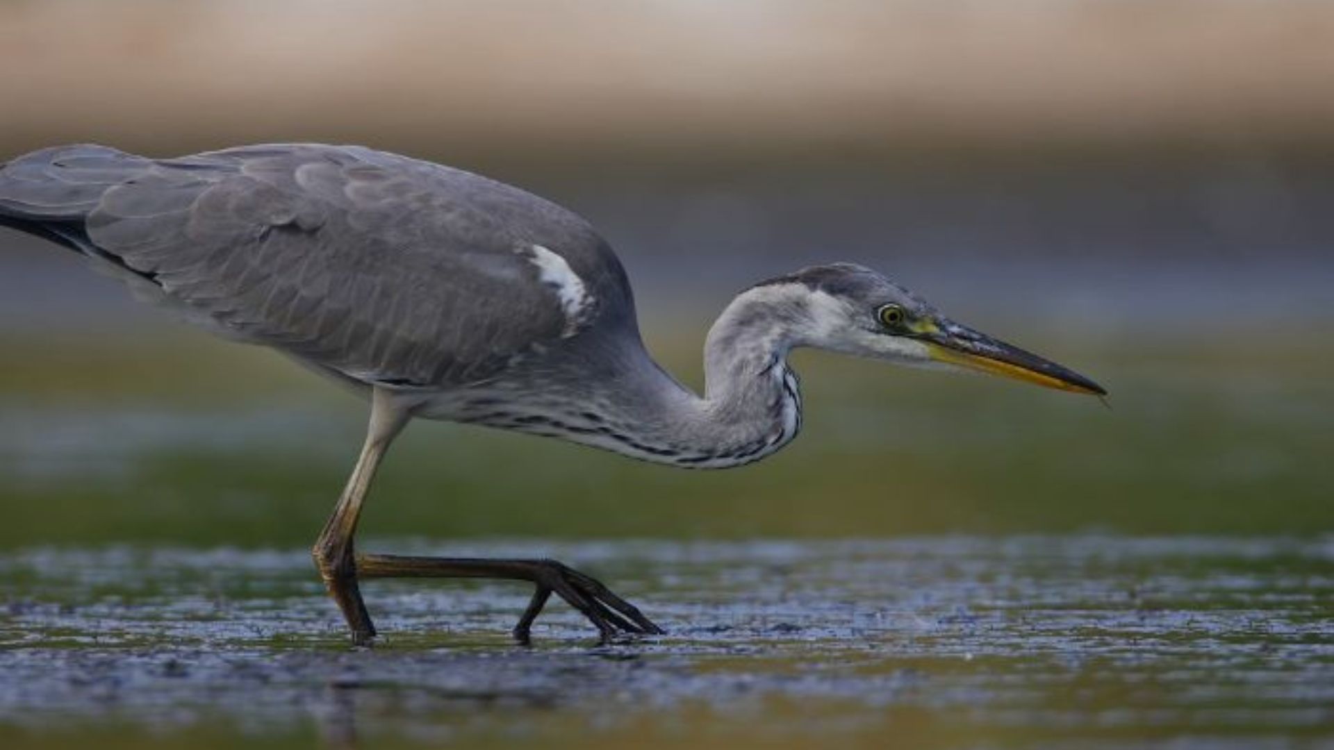 Hérons et Compagnies