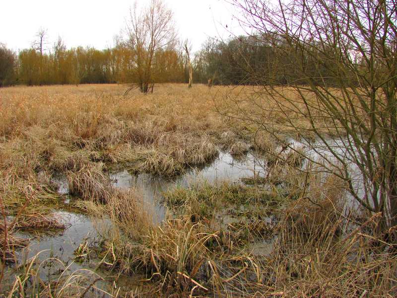 Marais des Brizards, Les Billaux - photo 5