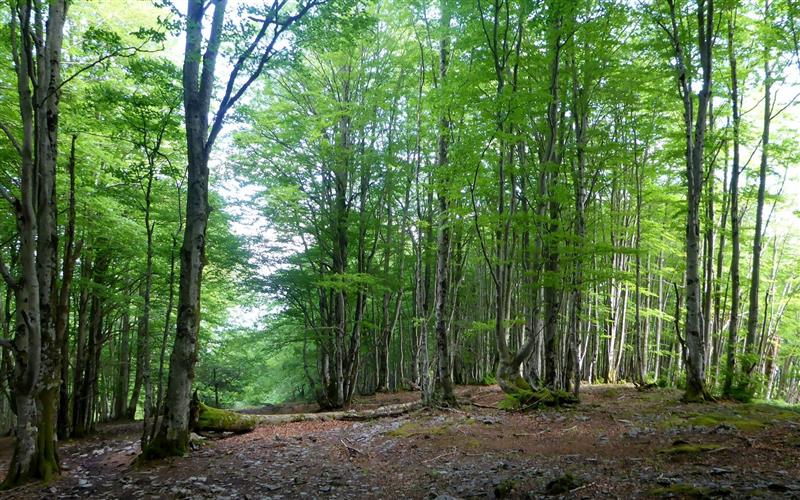 Le Plateau de l'Isarce