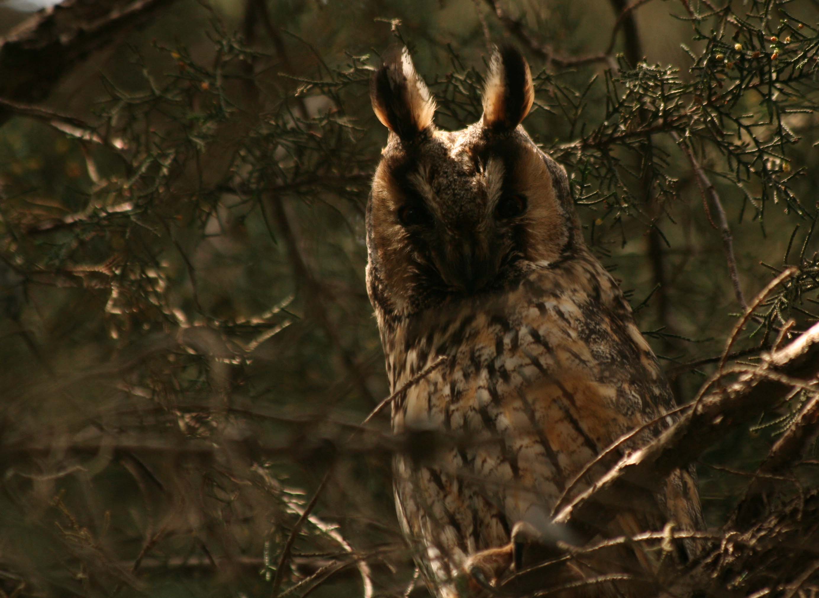 Plaines cultivées de Monflanquin