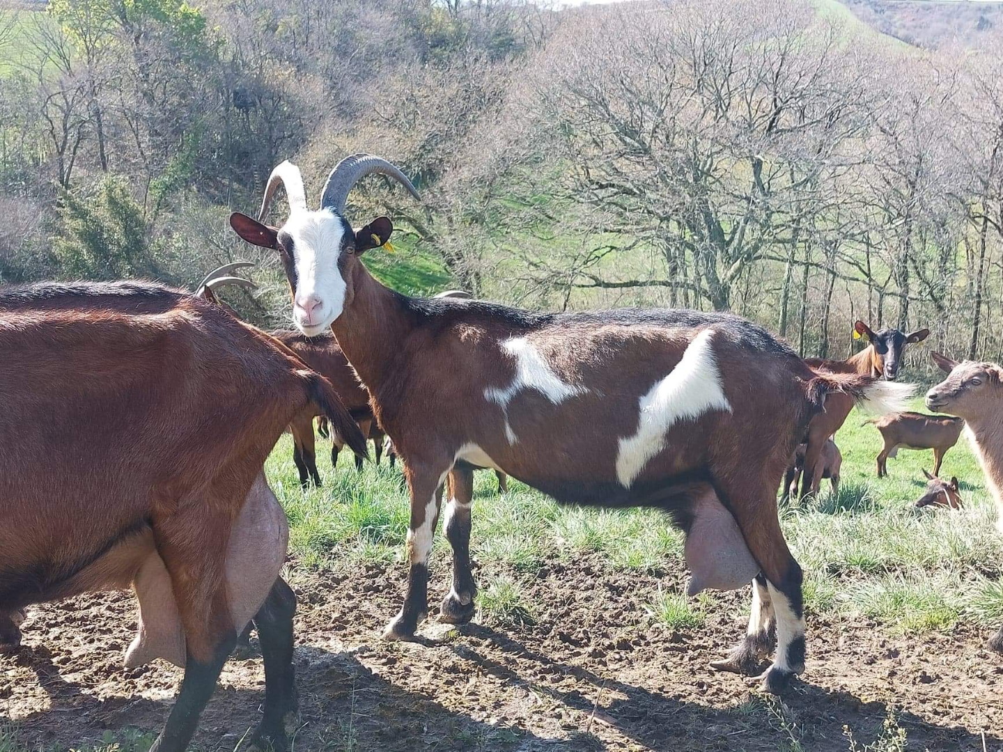 Ferme Hirigoingo-Borda — photo 3