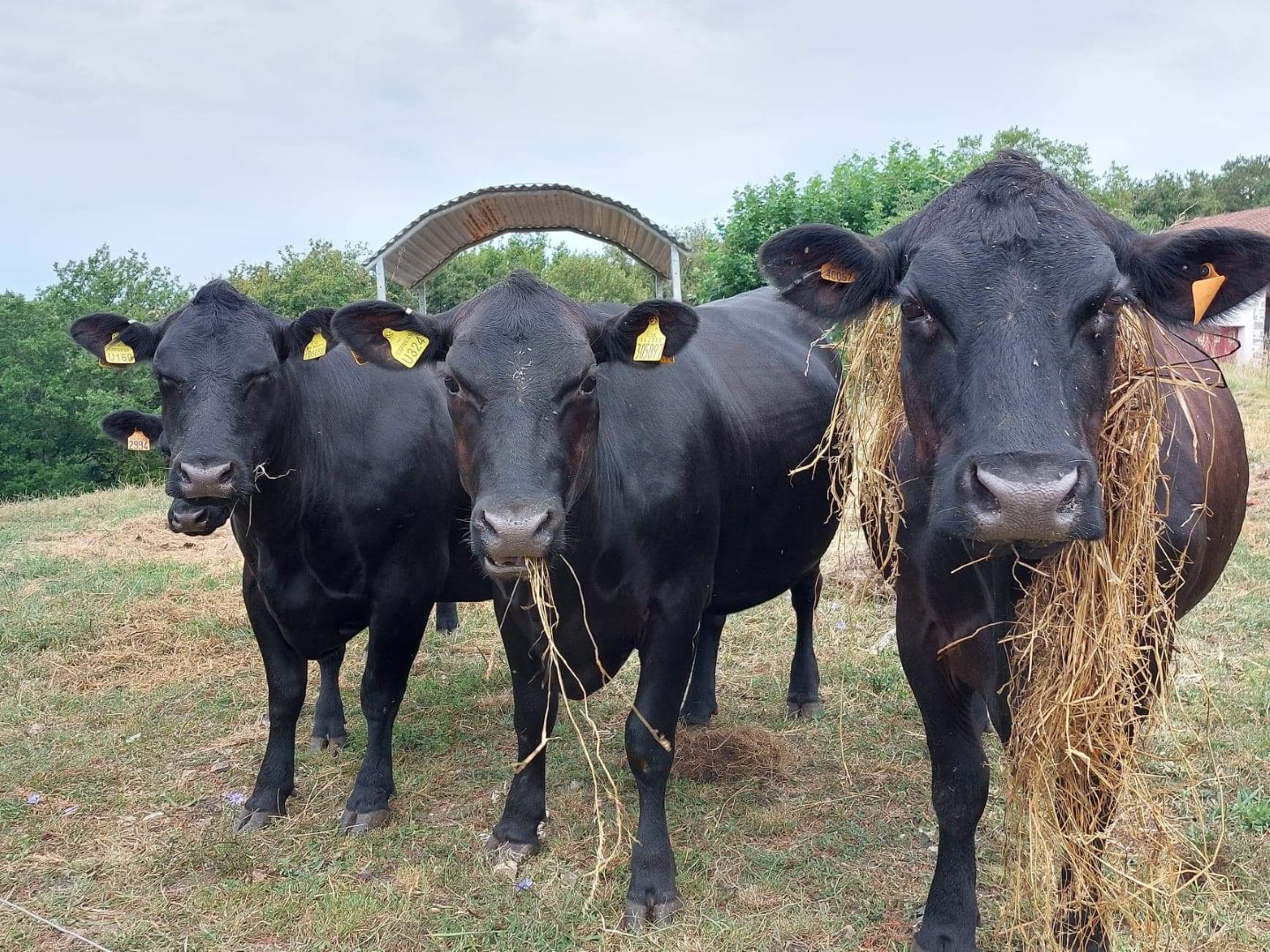 Ferme Hirigoingo-Borda — photo 2
