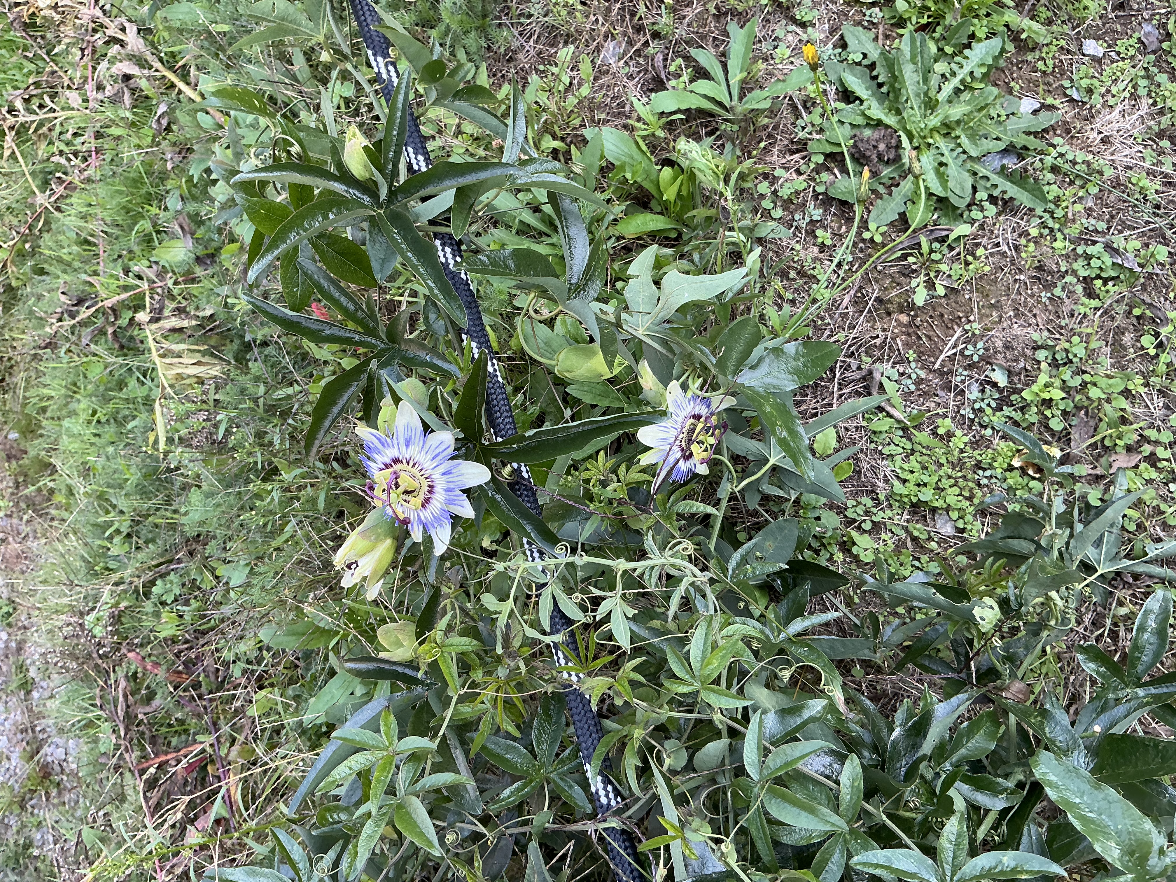 Chalet en bois Le Châtaignier "Les 3 Châtaignes", Saint-Sylvestre - photo 8