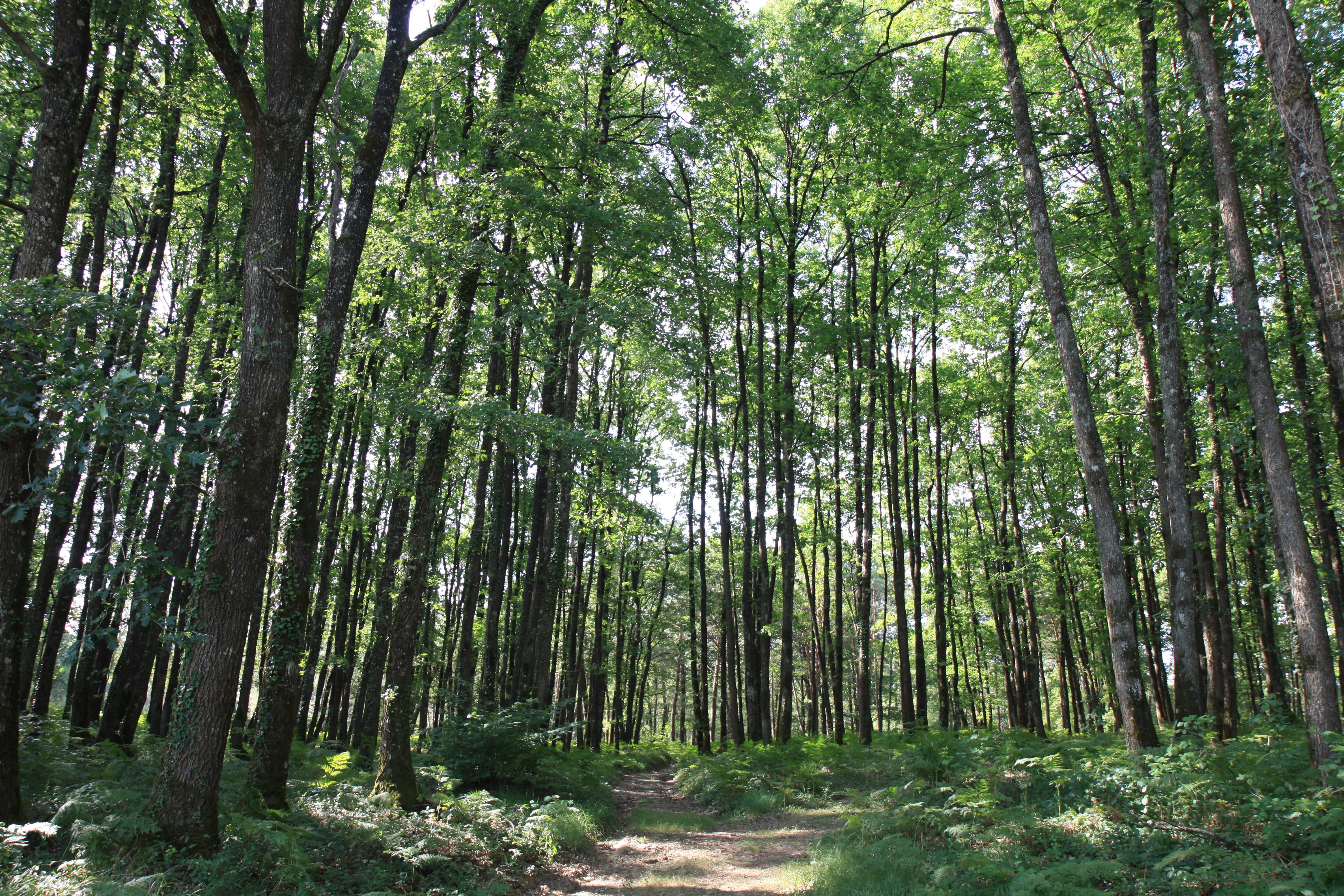 Domaine des Petites Minaudières, Senillé-Saint-Sauveur - photo 16