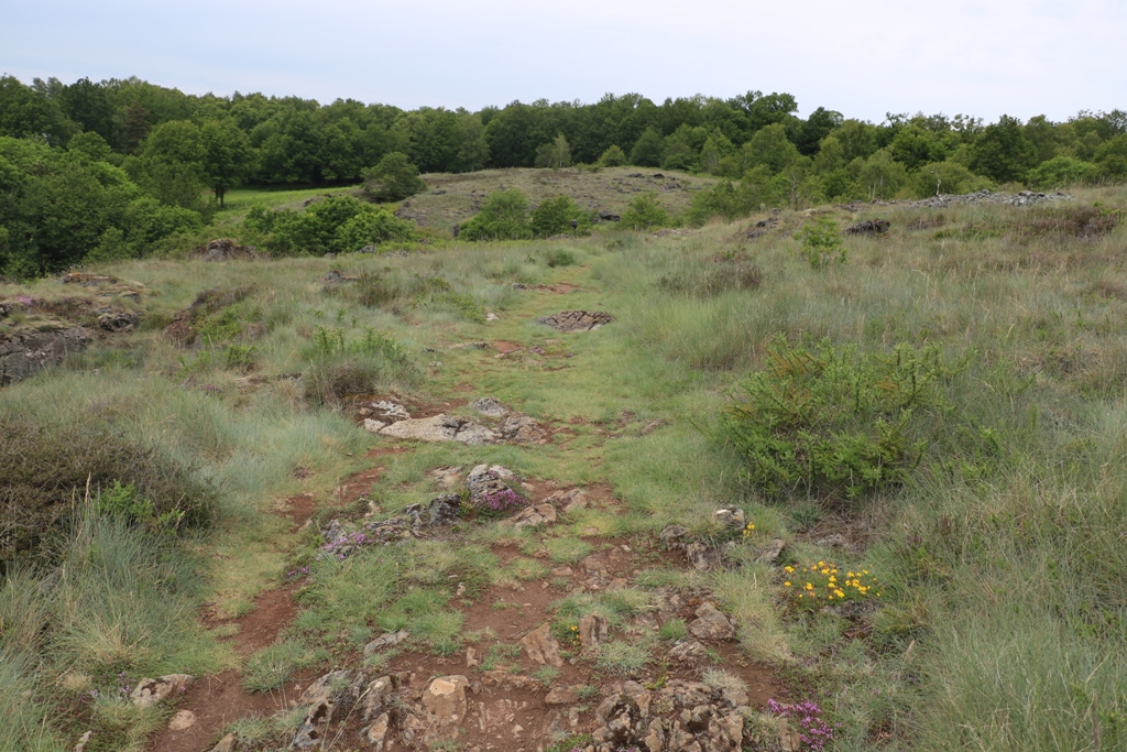 Lande de Saint-Laurent