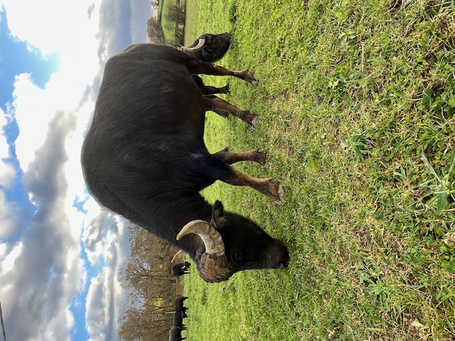 Le champ des bufflonnes