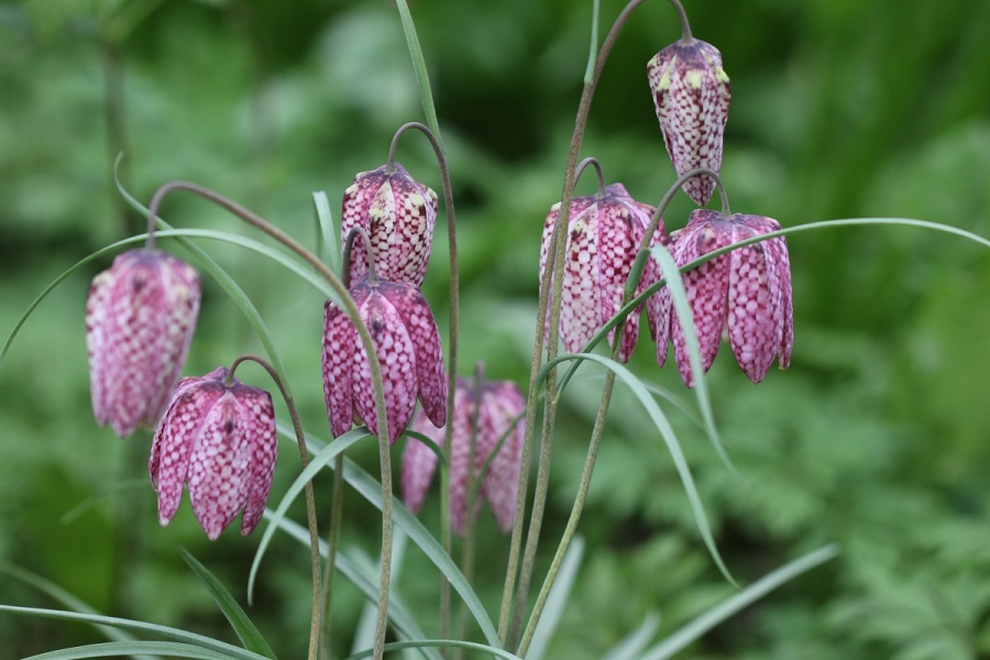 Le Moulin de la ville, Tombebœuf - photo 2