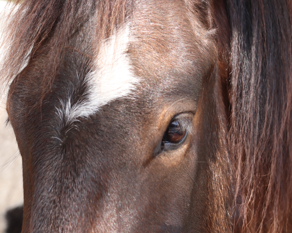 Hébergement insolite - Les Roulottes d'El Campo, Mées - photo 6