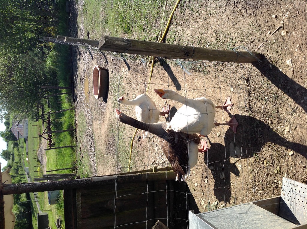 La Ferme de Brossard - Ferme Pédagogique et de Découverte, Lanteuil - photo 2