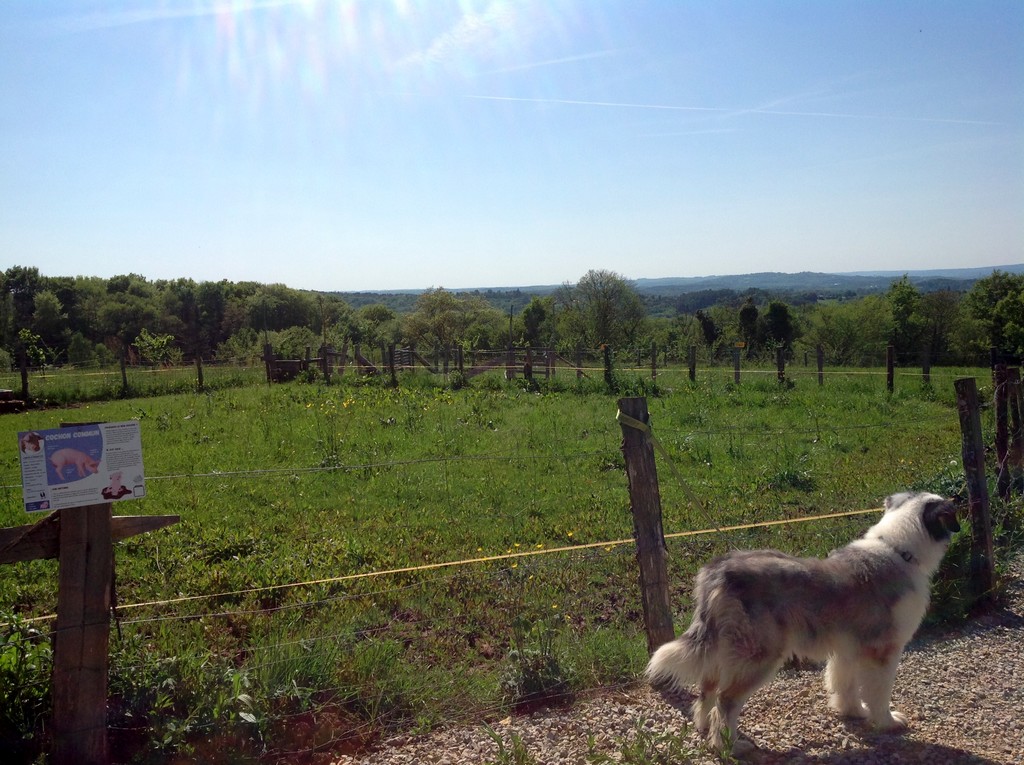 La Ferme de Brossard - Ferme Pédagogique et de Découverte, Lanteuil - photo 11