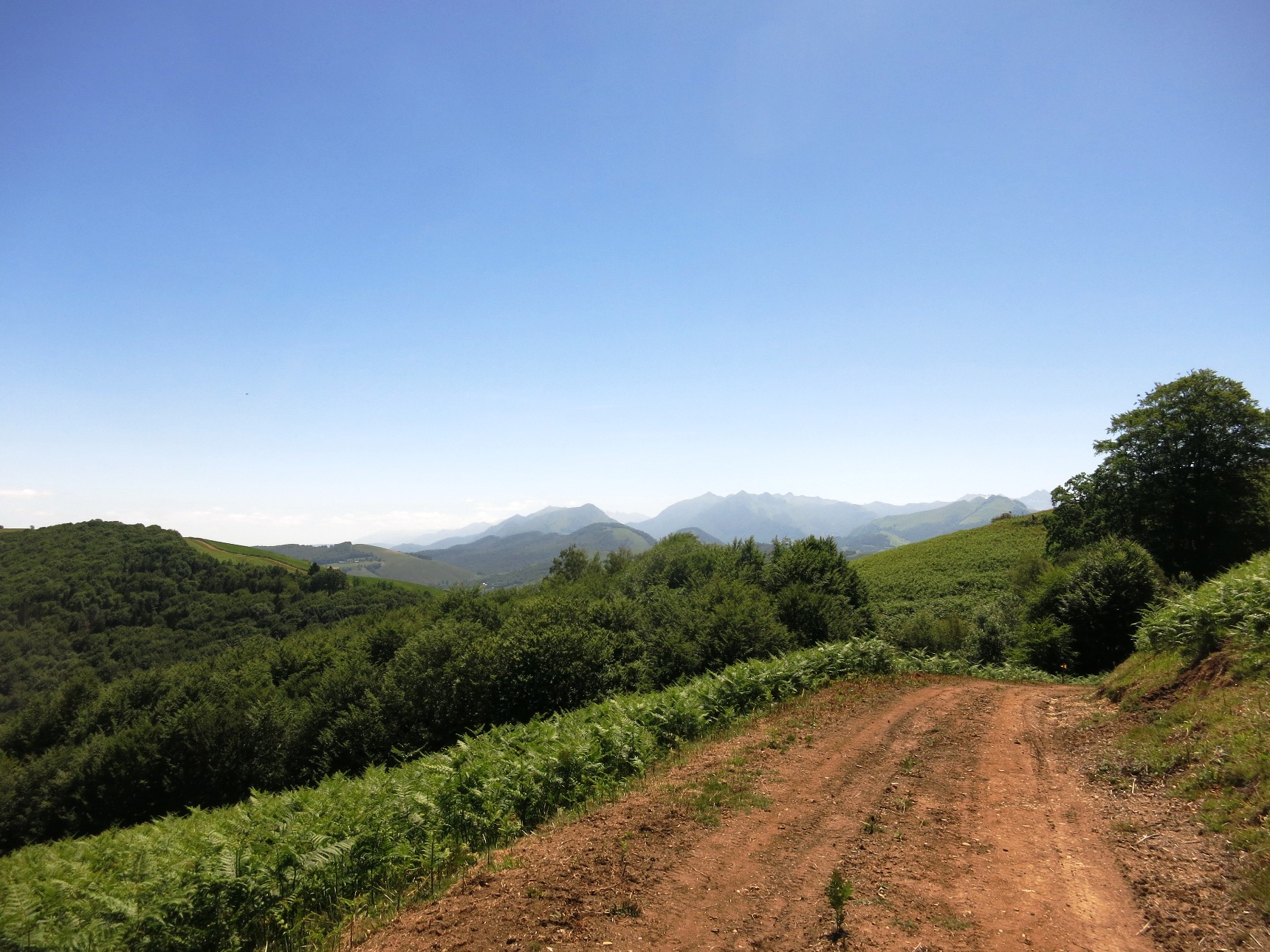 N°7 Barétous - Bois de Gouloume, Aramits - photo 8