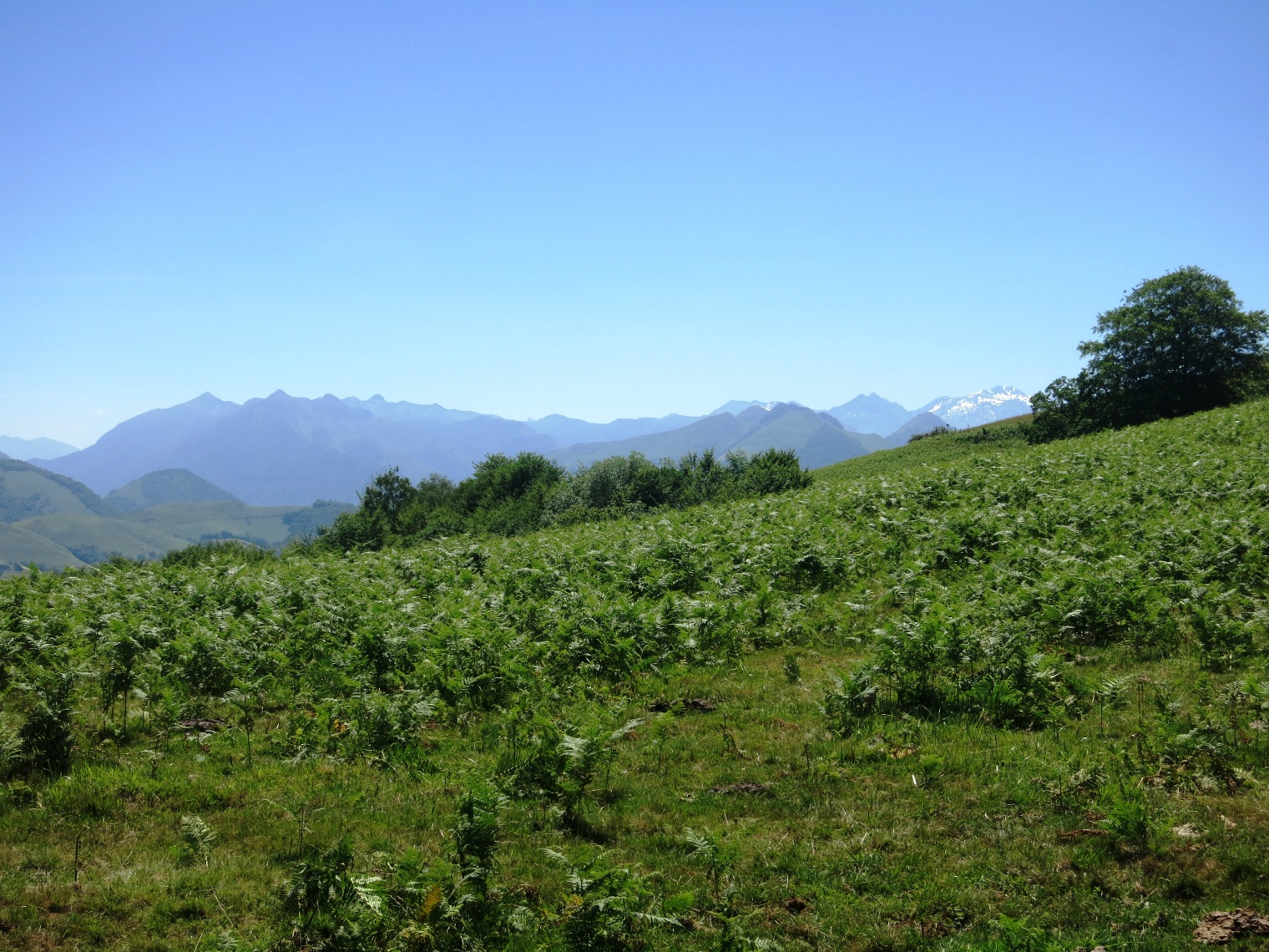 N°7 Barétous - Bois de Gouloume, Aramits - photo 20