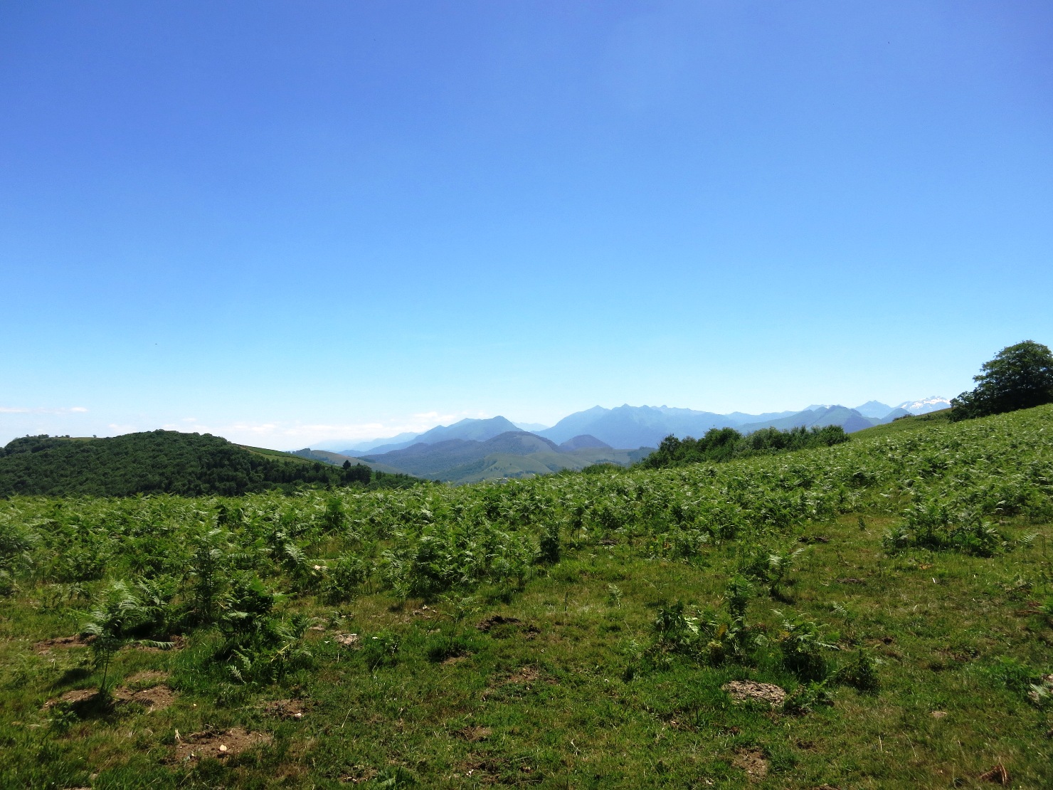 N°7 Barétous - Bois de Gouloume, Aramits - photo 9