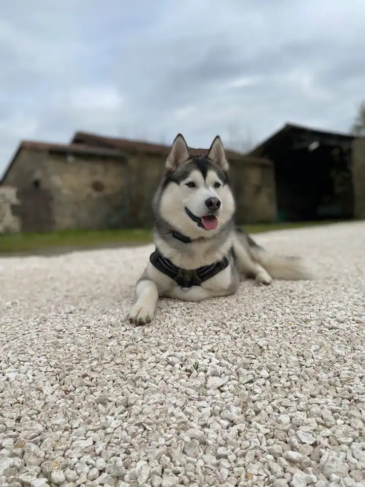 Les Fourboutières - Gîte Alouette, Saint-Amand-sur-Sèvre - photo 7