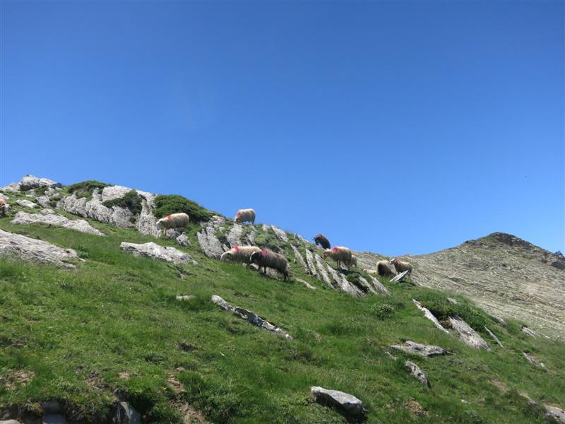 N°14 Barétous - Tête Sauvage 