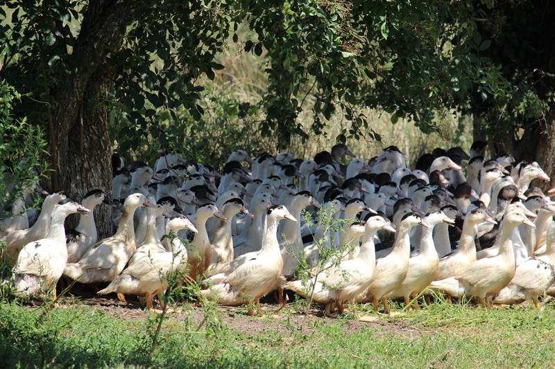 SARL Chez Morille - photo 5