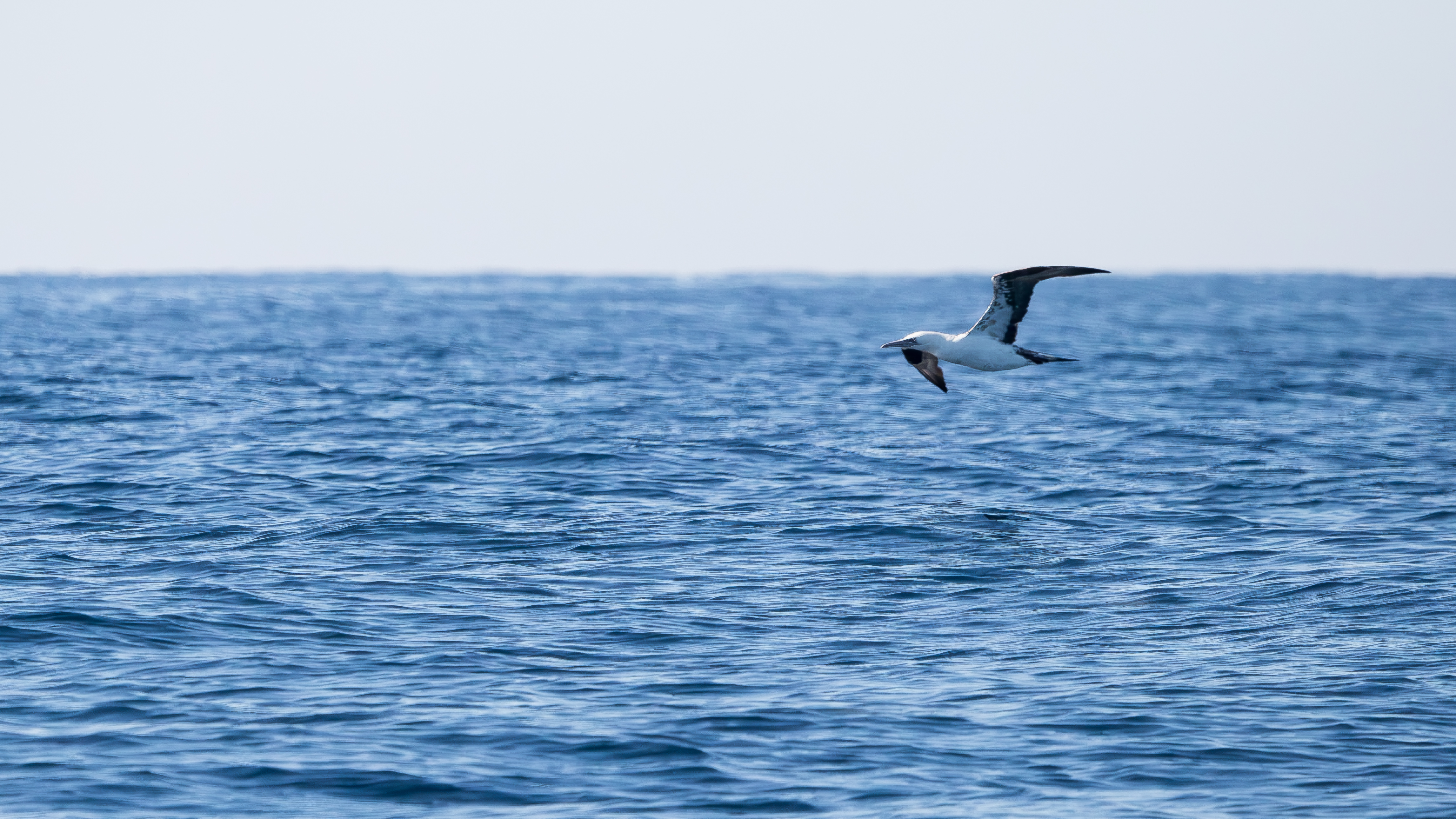 Au delà du Bassin, Lège-Cap-Ferret - photo 9