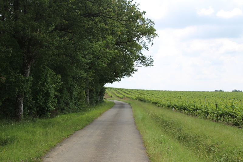 Circuit du Pin Franc de Pellegrue — photo 3