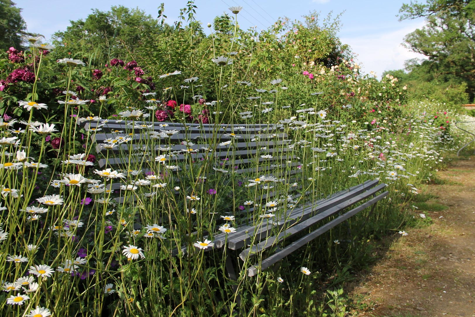 Domaine des Roches Blanches, Le Pin - photo 4