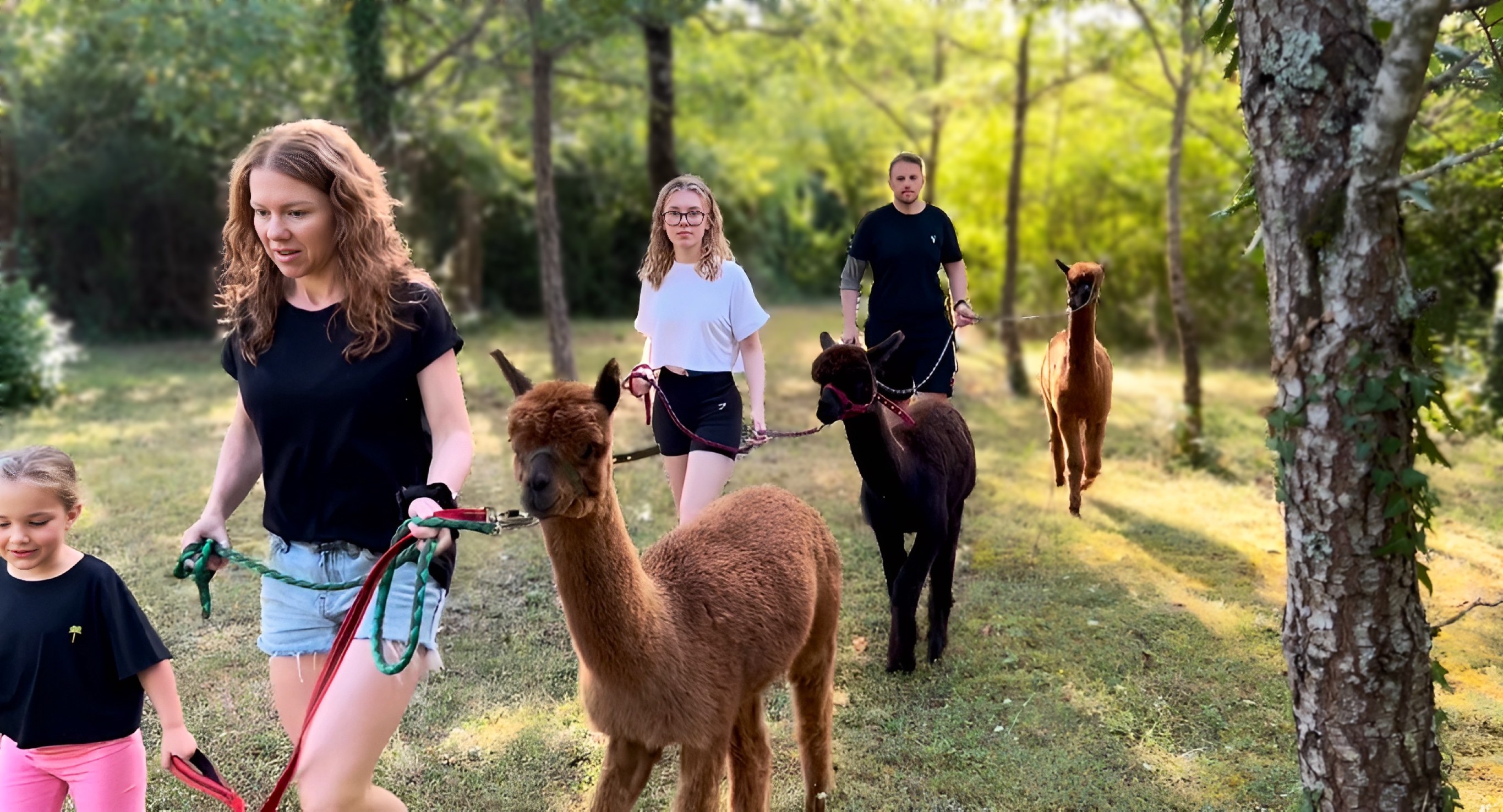 Promenade avec les Alpagas, Limalonges - photo 2