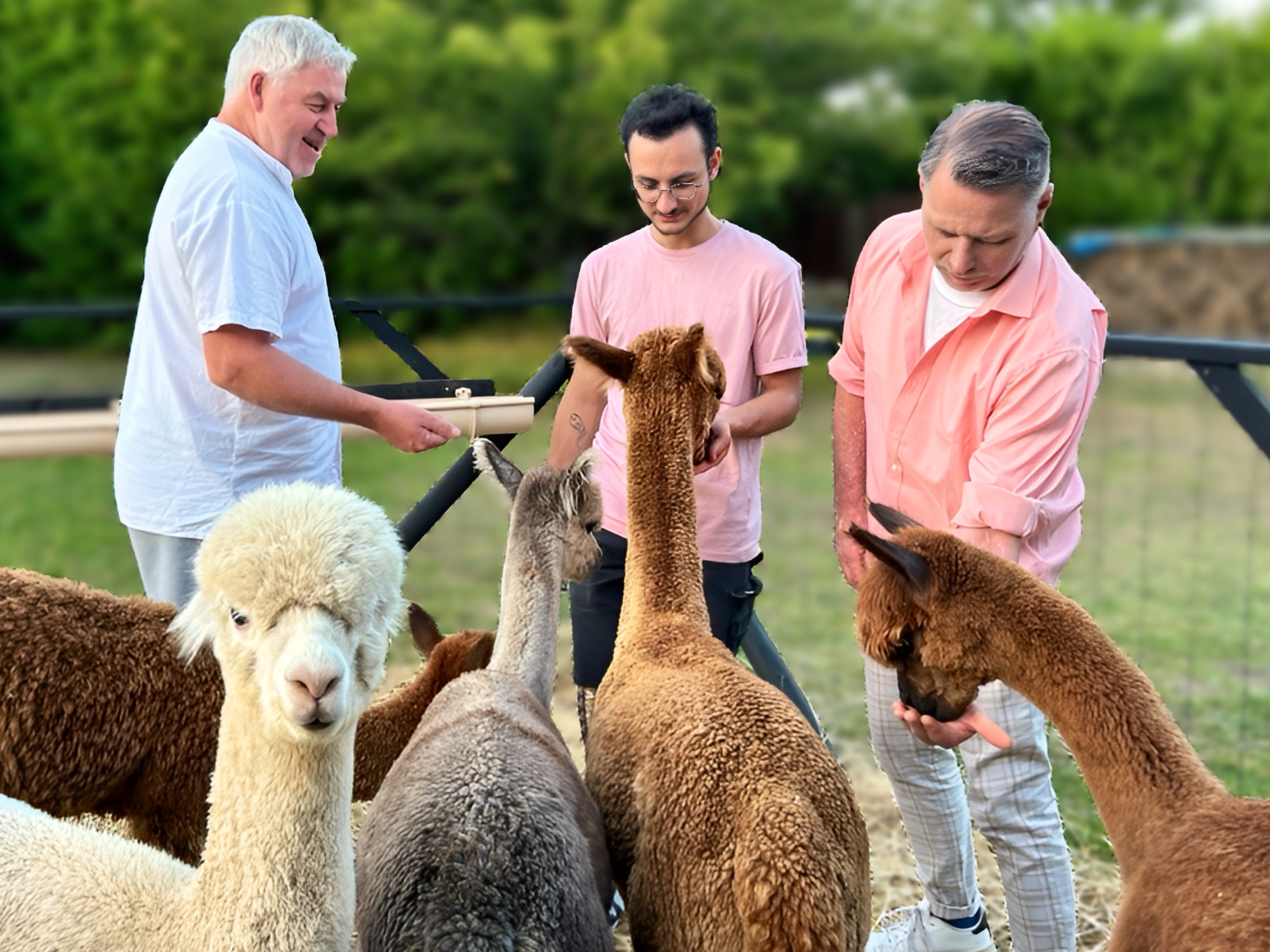 Promenade avec les Alpagas, Limalonges - photo 4