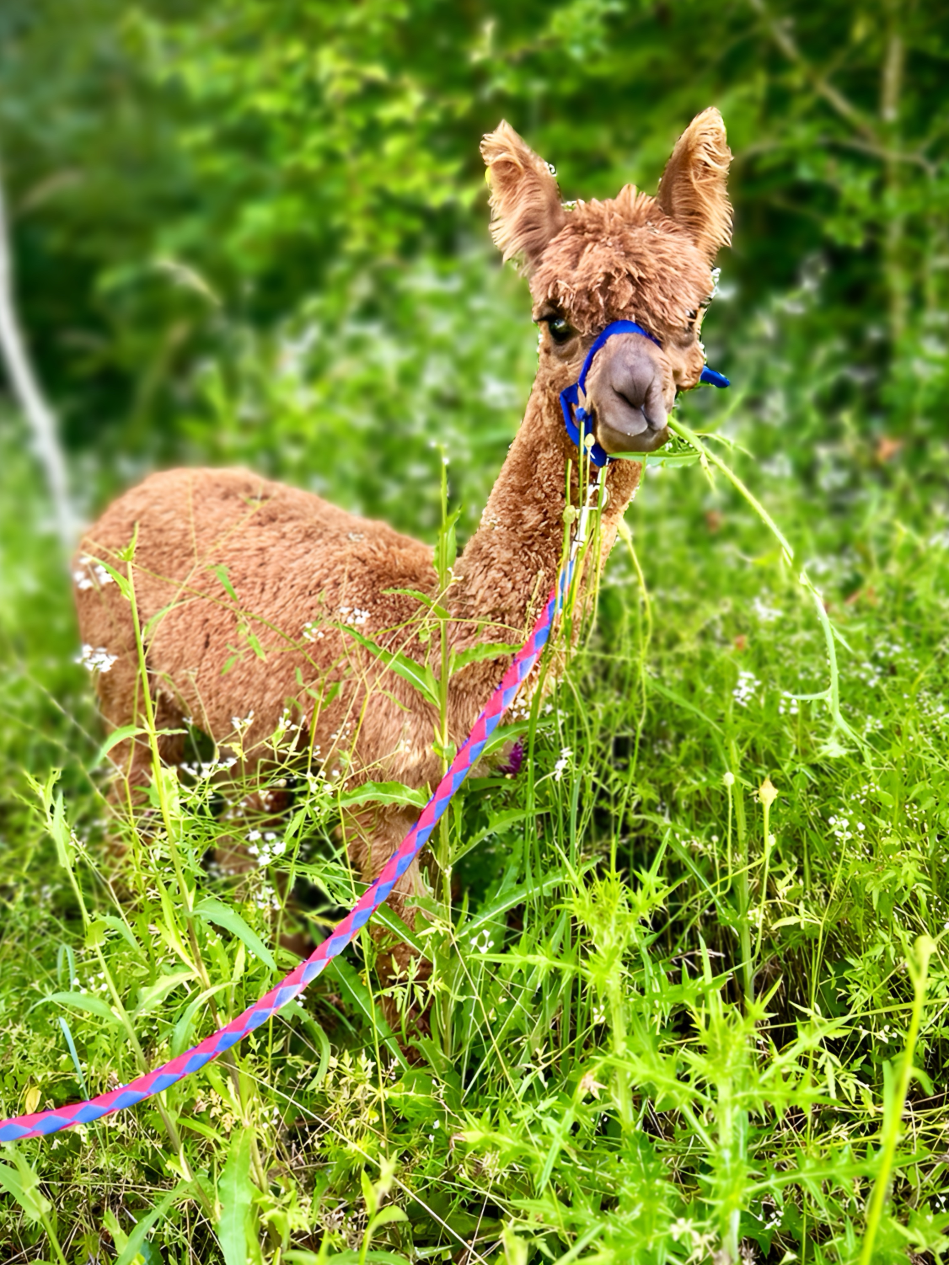 Promenade avec les Alpagas, Limalonges - photo 10