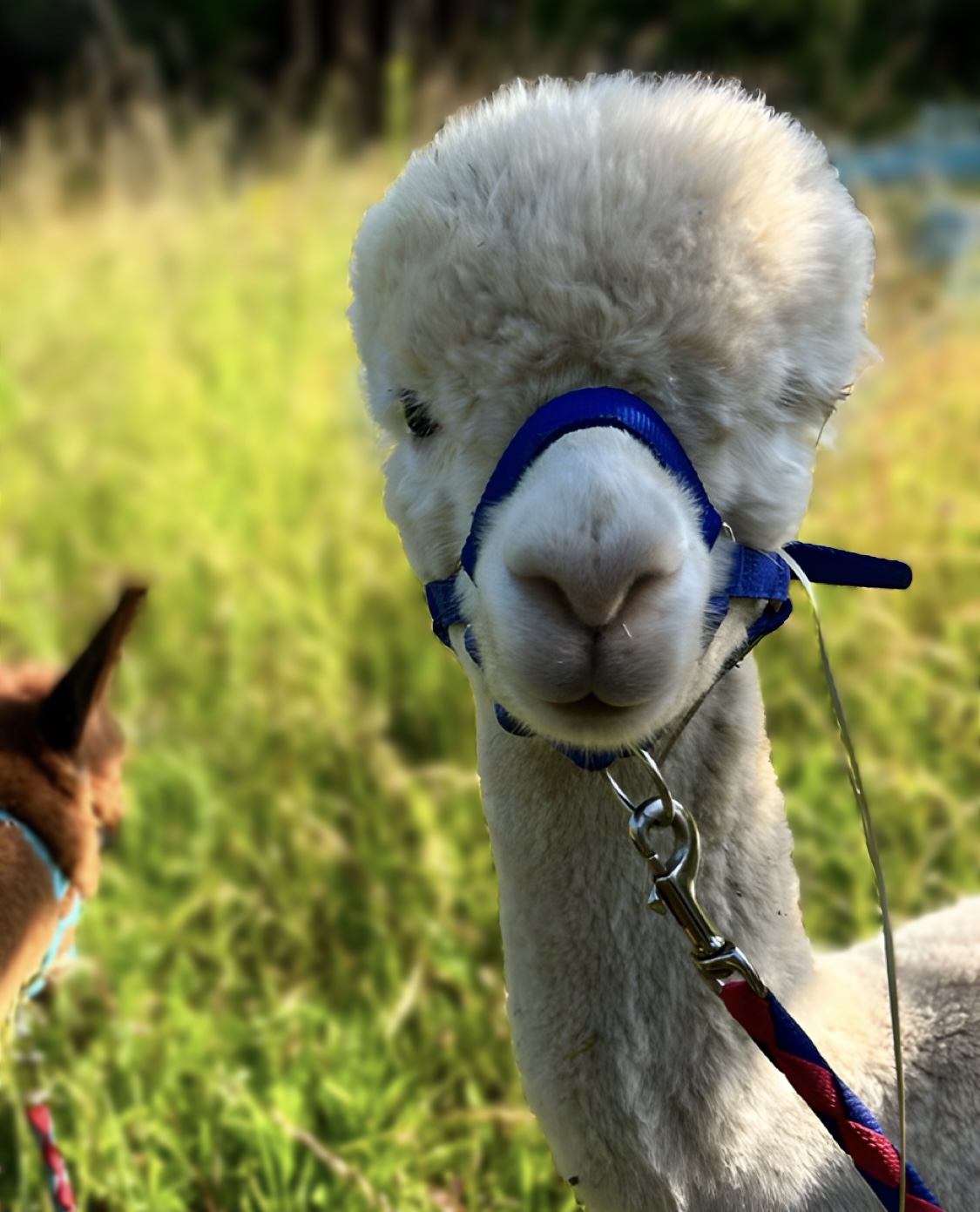 Promenade avec les Alpagas, Limalonges - photo 9