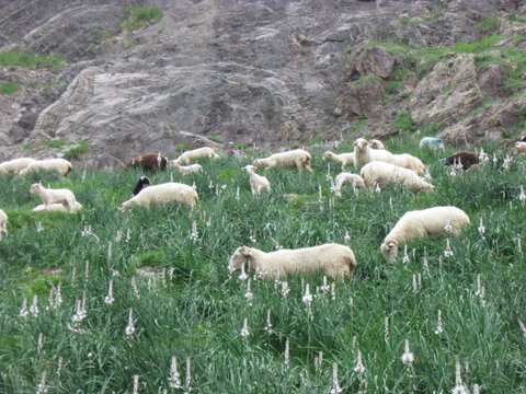 La maison de la ferme, Gurmençon - photo 11