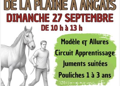 Concours de chevaux de trait de la plaine