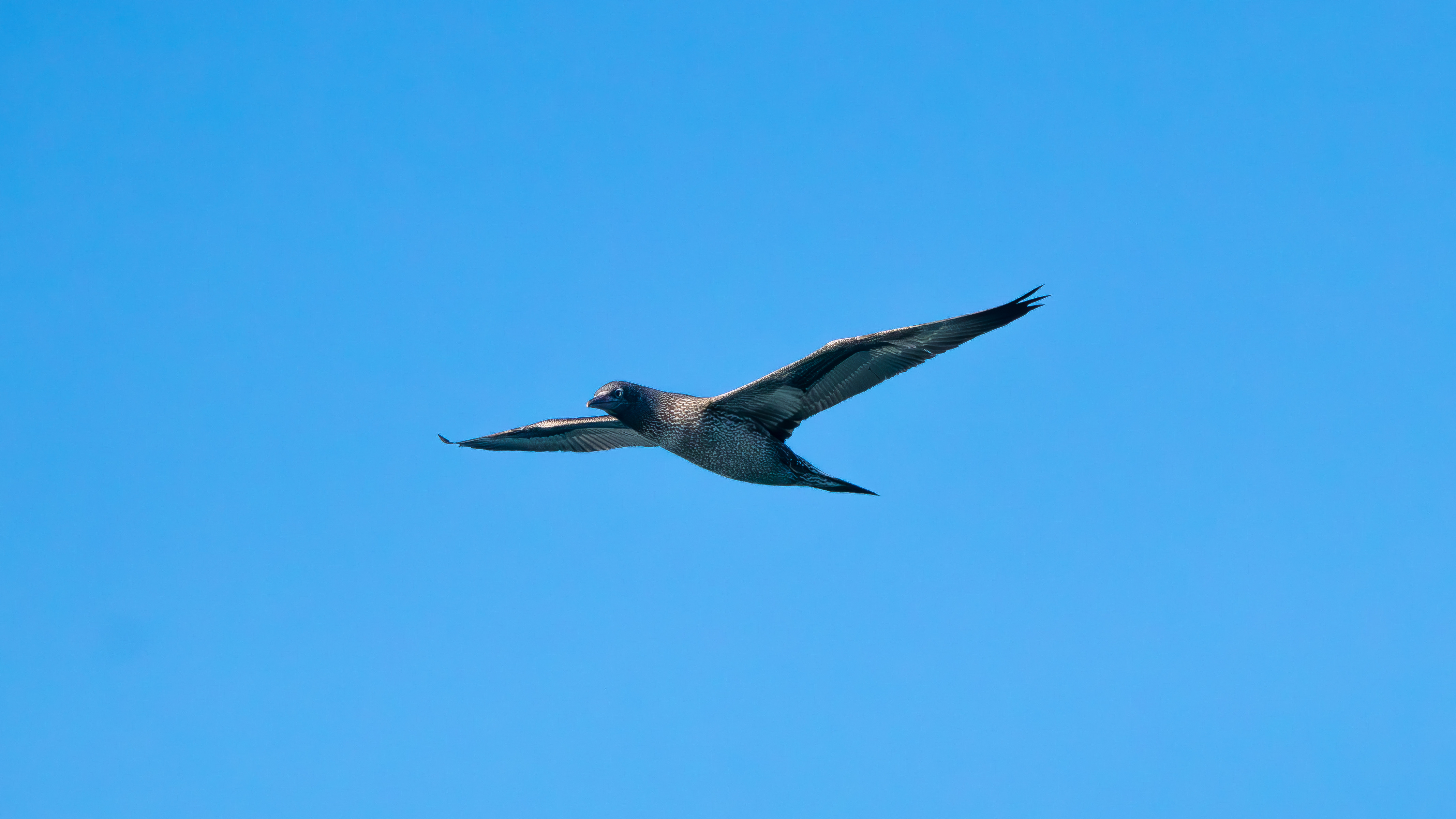 Au delà du Bassin, Lège-Cap-Ferret - photo 5