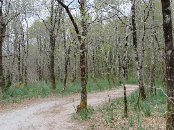 Balade à roulettes : La forêt du Taillan 1, Le Taillan-Médoc