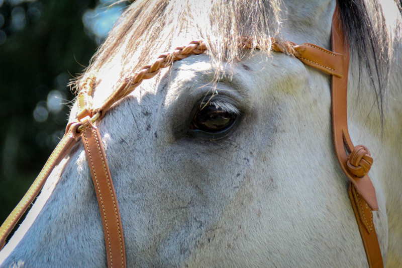 Sellerie Kirin - Artisan Sellier Harnacheur